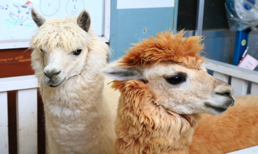 宇都宮ホテル丸治　観光地　那須どうぶつ王国　那須高原