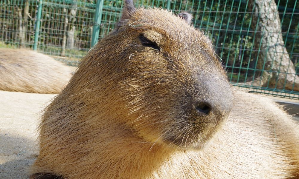 宇都宮ホテル丸治　観光地　那須どうぶつ王国　那須高原