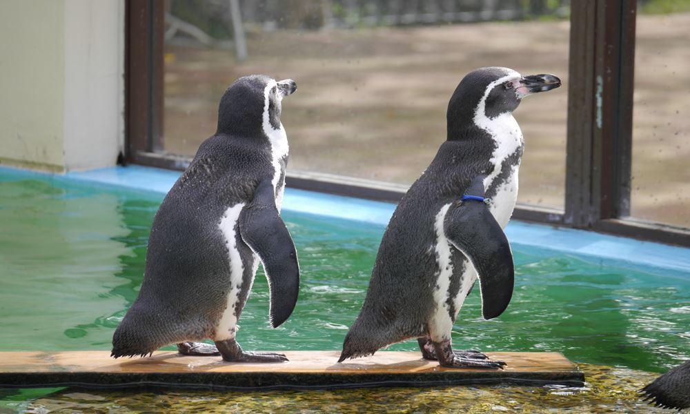 宇都宮ホテル丸治　観光地　那須どうぶつ王国　那須高原