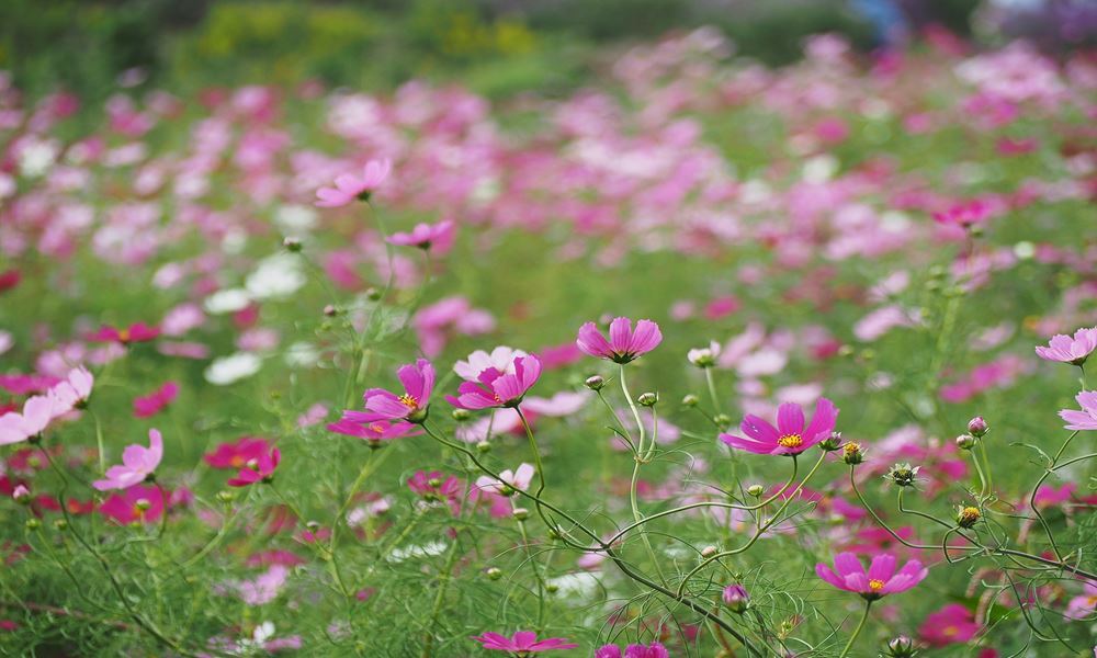 宇都宮ホテル丸治　観光地　益子町　コスモス祭り
