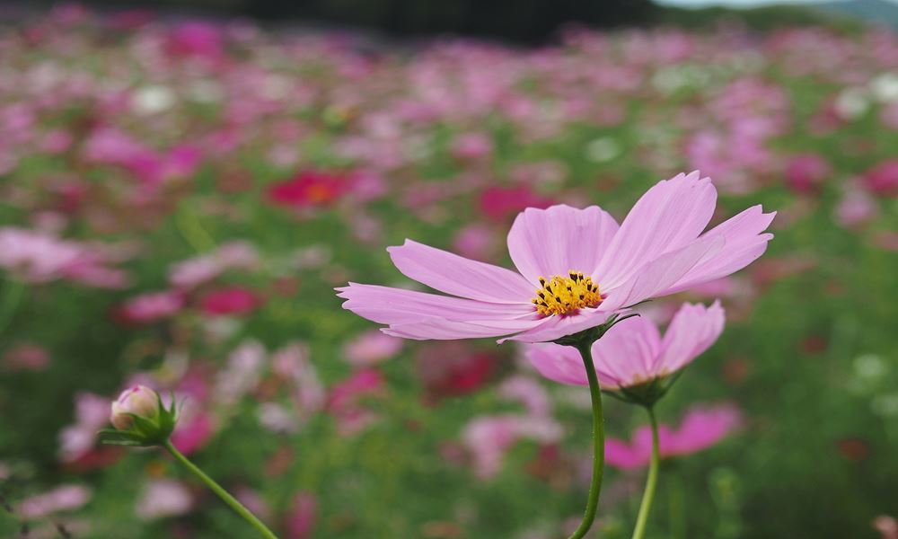 宇都宮ホテル丸治　観光地　益子町　コスモス祭り